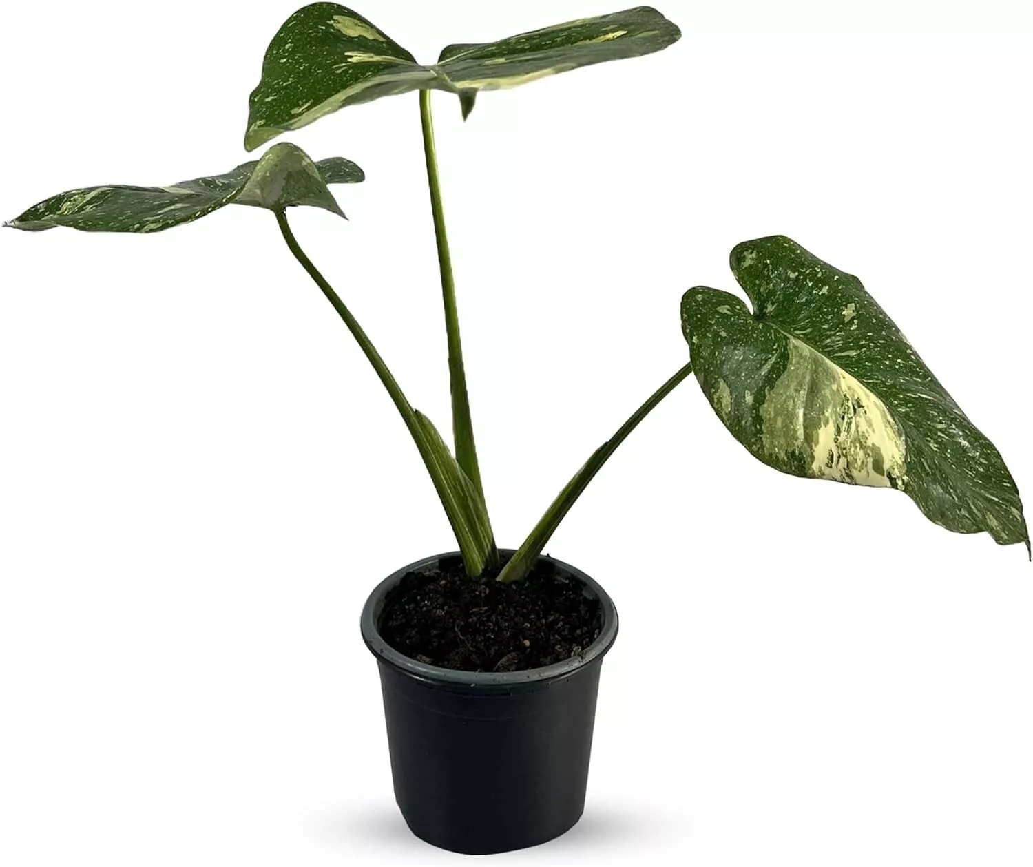 Monstera Thai Constellation Deliciosa - £128.94 GBP