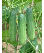 KKG 25 Seeds Sultan Cucumbers ing Edible Food Canning Pickling Planting ... - $13.95