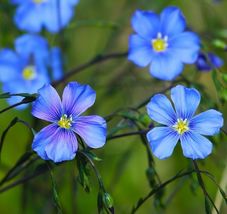 100 of Blue Linum Flax Seed | Non-GMO | 2nd Year Maturity Perennial Flowers | He - £5.41 GBP