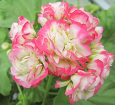 20 Seeds Geranium Bonsai Apple Blossom Rosebud Pelargonium Hortorum Flower Bonsa - £7.58 GBP