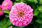 Giant Miss Wilmont Pink Zinnia Flower Seeds 50 Seeds - £7.97 GBP