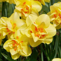 1 Narcissus Pseudonarcissus Lent Lily Bulb W9F5101 Fresh Garden USA Shipping - $21.87