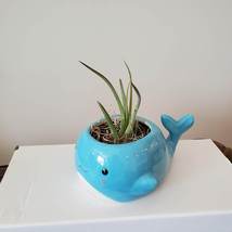 Whale Planter with Air Plant, live plant, 6" blue ceramic animal planter image 7