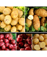 FMG Listing Potatoes Yukon Gold Red Russet 2 Lbs Mix Potato Sprouted Pla... - $17.81