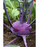 LD 3000 Purple Vienna Kohlrabi Seeds Non-Gmo 3000 Seeds Fast Growing - $16.88