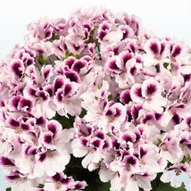 10 White Purple Geranium Seeds Perennial Flower Seed Flowers Bloom Beautiful Gar - $11.28