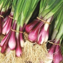 Asian Herb Onion Seeds Red Beard Bunching Onion Fresh Garden USA Shipping - $7.25