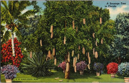 A Sausage Tree in Florida G.W. Romer Photo Vintage Postcard Miami Florida (A12) - £4.33 GBP