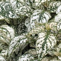 25 Seeds Hypoestes Splash White Polka-Dot Plant Shade-Loving Annual Flower - £13.30 GBP
