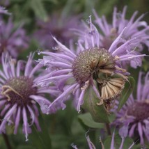 USA Seller Lavender Bergamot Seeds Monarda Fistulosa 40 Seeds Free Shipping - £19.26 GBP