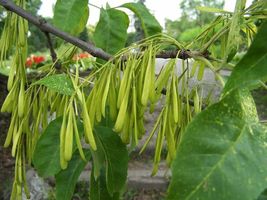 25 Seeds Green Ash Tree (Fraxinus Pennsylvanica) - £7.51 GBP