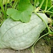 30 Blue Hubbard Winter Squash Seeds Organic 1800 S Sweet Potato Taste Lo... - $10.00