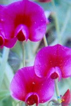 50 Lathyrus tingitanus Annual Sweet Pea Seeds Garden Free Ship - $13.48