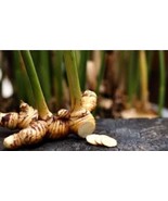 (Alpinia galanga) Extract Natural Herbal Ingredient for Skin, Hair &amp; Bod... - $20.84 CAD