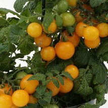 Tomato Seeds Sweet N Neat Yellow 25 Seeds Variety Gardening USA Shipping - £14.17 GBP