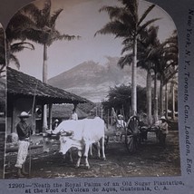 Antique 1902 Stereoview Photo Card Sugar Royal Palms Volcano de Aqua Gua... - $8.00