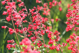 BStore 90 Seeds Red Heuchera Splendens Coral Bells Heuchera Sanguinea Sh... - £7.44 GBP
