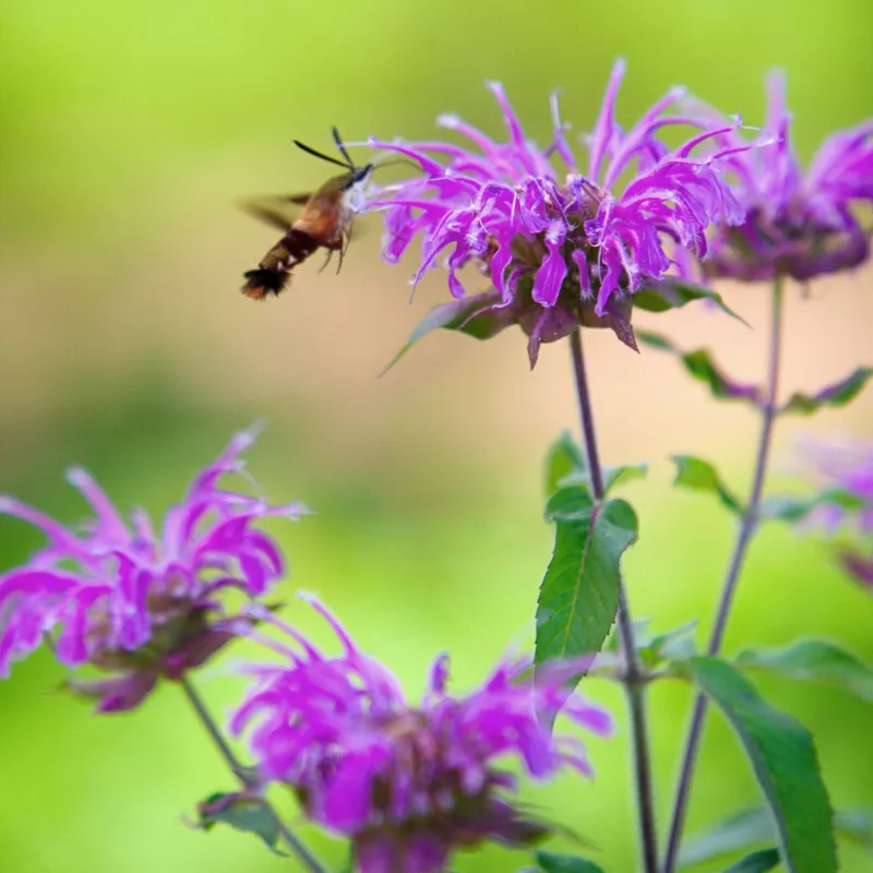 500 + Wild Bergamot Seeds Bee Balm Perennial Hummingbirds Bees Non-Gmo - £6.18 GBP