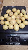 20 small ORGANIC White Skin White Flesh SEED Potato tubers, Solanum tuberosum - £24.78 GBP