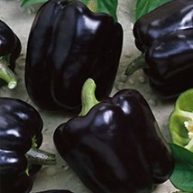 Midnight Dreams Bell Pepper Seeds Black Sweet Peppers Capsicum Annuum USA SELLER - £8.55 GBP