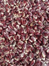 Big Madagascar Lima beans, Phaseolus lunatics, 50g/8 USD, shipping cost ... - $30.00