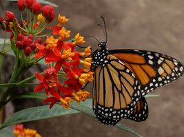 Blood Flower Seeds, Tropical Milkweed, Mexican Butterfly Weed, FREE SHIP... - $2.20 CAD+