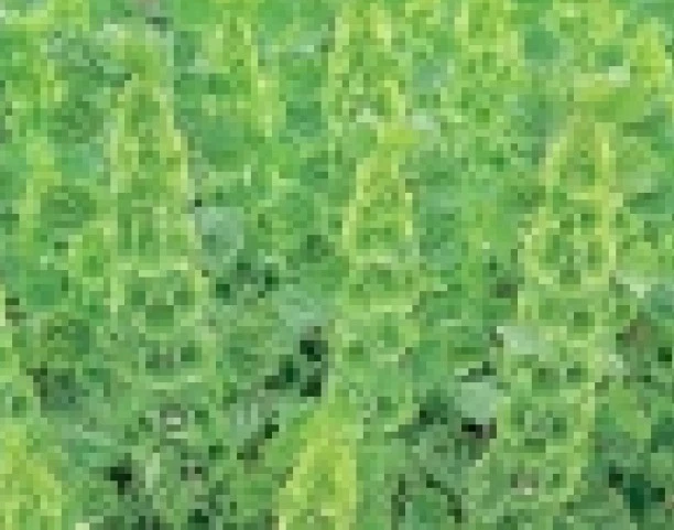 BELLES OF IRELAND  75 FRESH SEEDS  - $6.31
