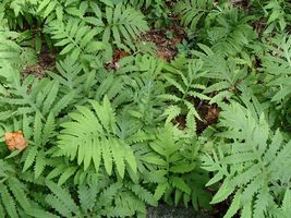 Live Plant Onoclea sensibilis Sensitive Fern Full Grown Wood Fern Family - $25.50