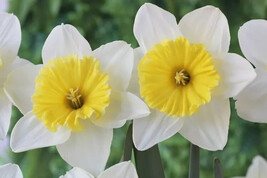 25 ICE FOLLIES DAFFODIL bulbs image 3