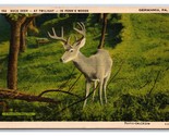 Generic Greetings Buck Deer Germania Pennsylvania PA Linen Postcard W22 - $3.91