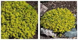 Golden Acre Sedum Stonecrop Gold Moss Flower 600 Seeds - £17.42 GBP