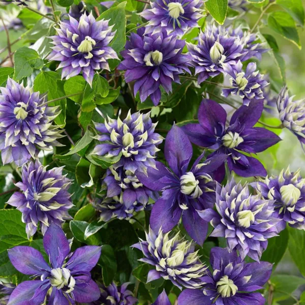 Fresh 25 Double Dark Purple Clematis Seeds Flowerd Flowers Perenni - £7.65 GBP