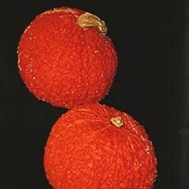 10 Pcs Red Warty Thing Seeds #MNHG - £11.40 GBP