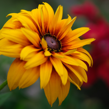 Rudbeckia Hirta Flowers 100 PCS Seeds - $12.17