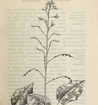 1905 Tick Trefoil Wild Flower Print Pen &amp; Ink Lithograph Antique Art  - £13.82 GBP