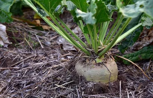 500 of Heirloom SUGAR BEET SEEDS  NON-GMO - Make Sweet SUGAR DEER MAGNET - $2.88