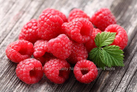 Caroline Raspberry Plants - 2 Year Old Bare Root Canes - Large and Sweet Berries - £16.21 GBP+