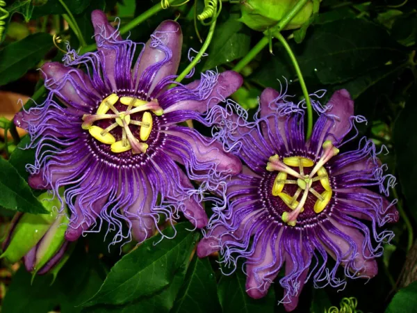 Incense Passiflora Incarnata Cincinnata Starter Plant Purple Flower Yell... - £31.37 GBP