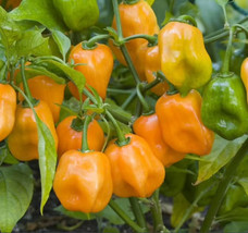 FA Store Pepper Habanero Orange Hot Fresh Organic Seeds Heirloom Non Gmo - £6.22 GBP