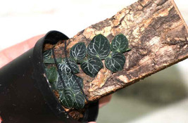 RHAPHIDOPHORA CRYPTANTHA “SHINGLE PLANT” CREEPING AROID MOUNTED - £30.81 GBP