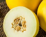 Mango Melon Heirloom Non Gmo Cucumis Melo Var Chito  10 Seeds - £7.20 GBP