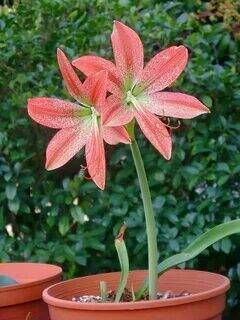 Papilio Hippeastrum Bulbs, 5 seeds