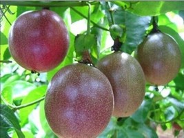 Fresh Organic Purple Passion Fruit Passiflora Edulis - 40 Seeds 2023 - Us Seller - £10.64 GBP