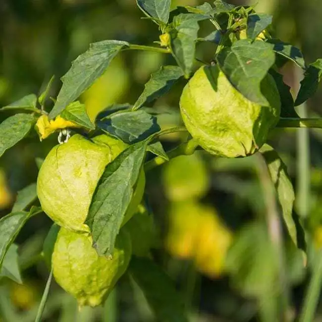 BStore 50 Seeds Grande Rio Verde Tomatillo Ct Vegetable Heirloom Non-Gmo - £7.32 GBP