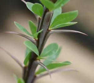 Ocotillo Seeds Fouquieria splendens - Packet of 24 Seeds - $7.98