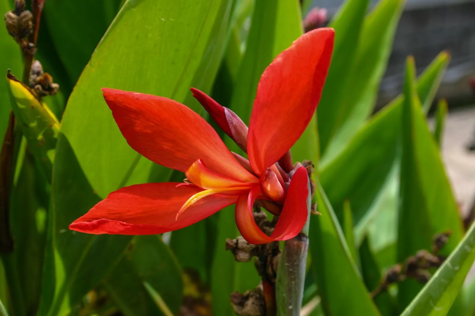 Live Red Flower Canna Glauca &quot;Endeavor&quot; Tropical Aquatic Marginal Pond P... - $38.90