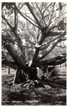 RPPC Postcard Palm Beach Florida Giant Tree with Branches - £10.08 GBP