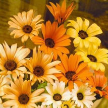 195 Seeds Daisy, African, Likes Sun And Heat Orange And Yellow Flowers - £9.95 GBP