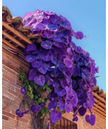 SR 25 Seeds Purple Velvet Plant Flowers USA Seller - £7.88 GBP