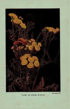 Vintage 1922 Print Tansy Pasture Thistle 2 Side Flowers You Should Know - $16.00